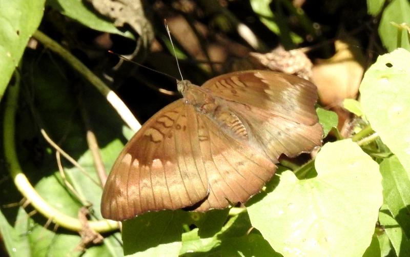 Butterflies